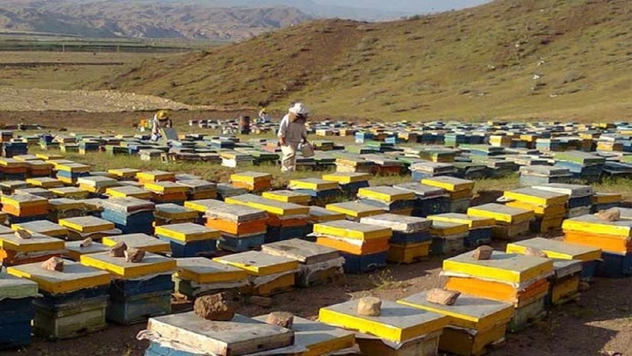سرشماری کلنی‌های زنبور عسل در همدان