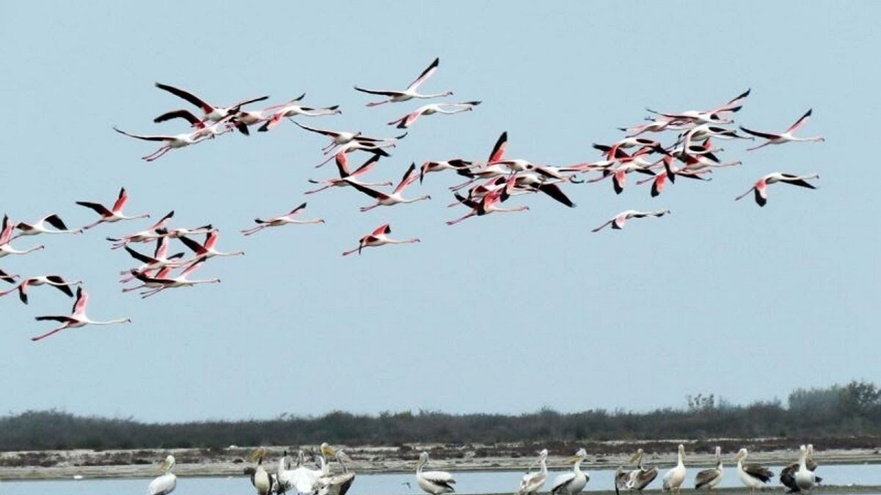 افزایش احتمال آنفلوآنزا مرغی در اصفهان با ورود پرندگان مهاجر