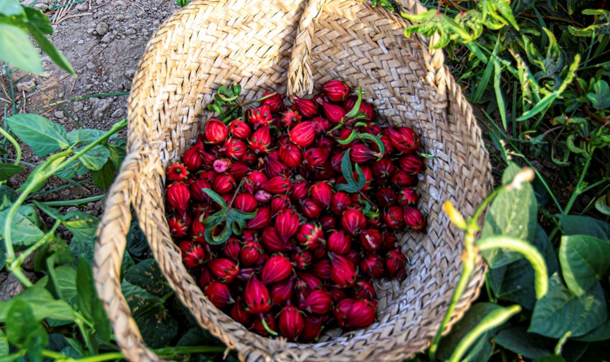 کشت چای ترش در بیش از ۳۰ هکتار از مزارع خوزستان