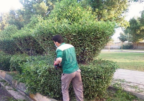 هرس درختان کنوکارپوس