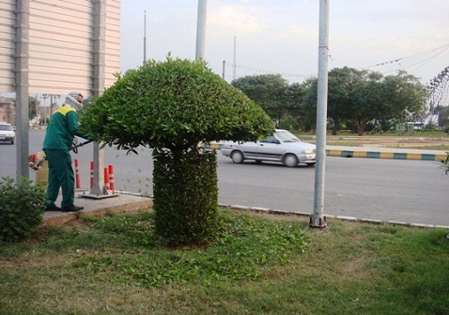 هرس درختان