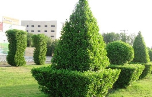 کنوکارپوس