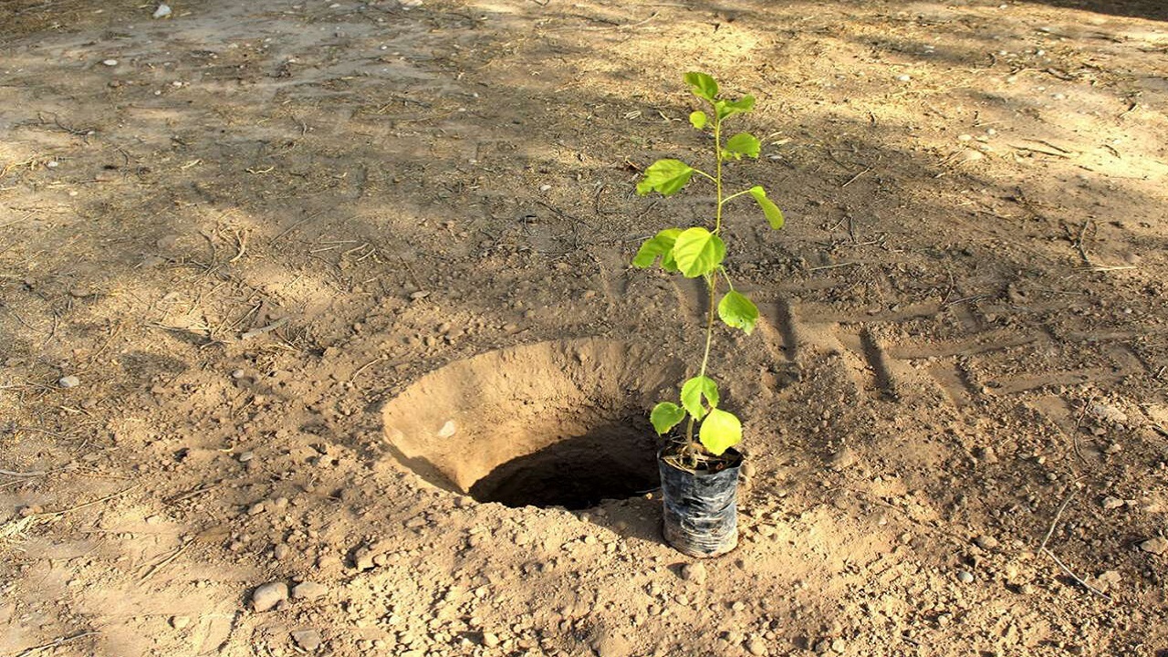 کاشت یک میلیارد نهال در جنگل‌های کشور تا سال ۱۴۰۵