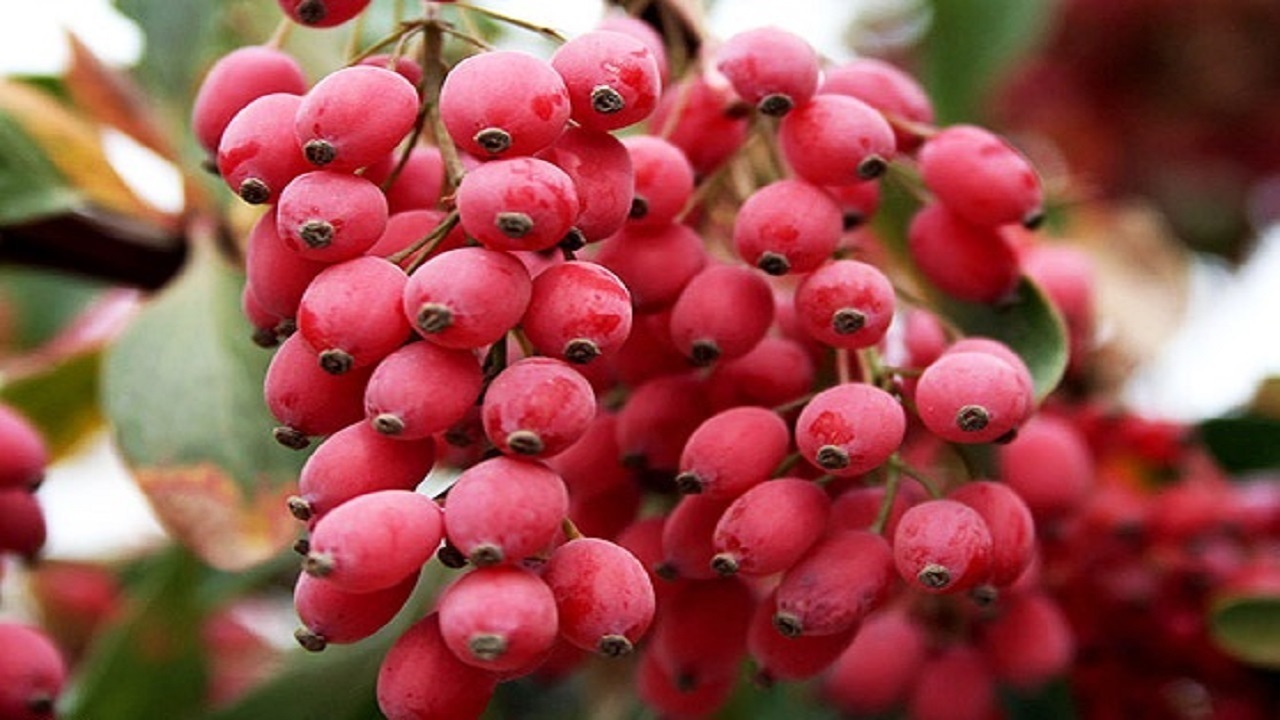 گلایه از قیمت‌گذاری زرشک در خارج استان خراسان جنوبی