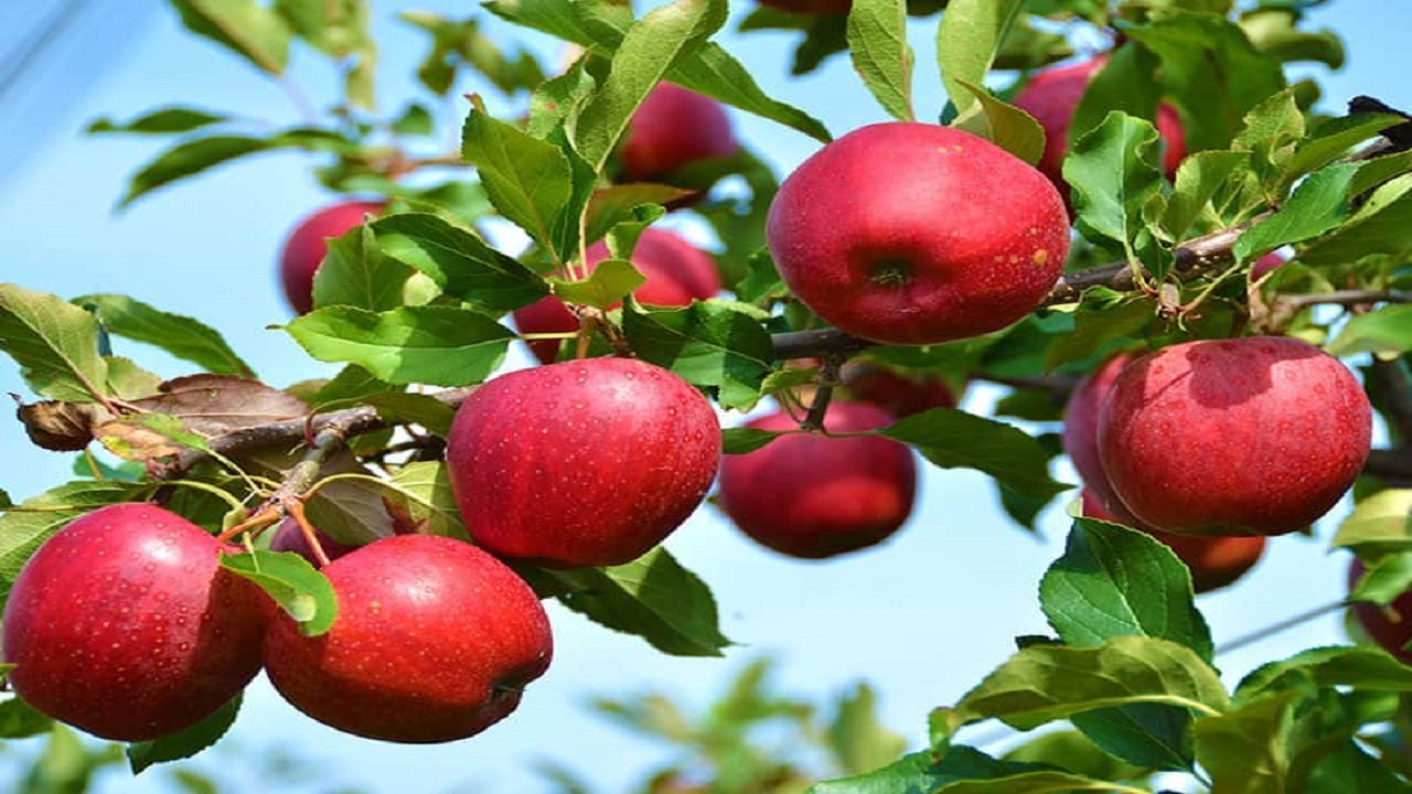 تولید بیش از ۱۲۰ هزار تن سیب در کهگیلویه و بویراحمد