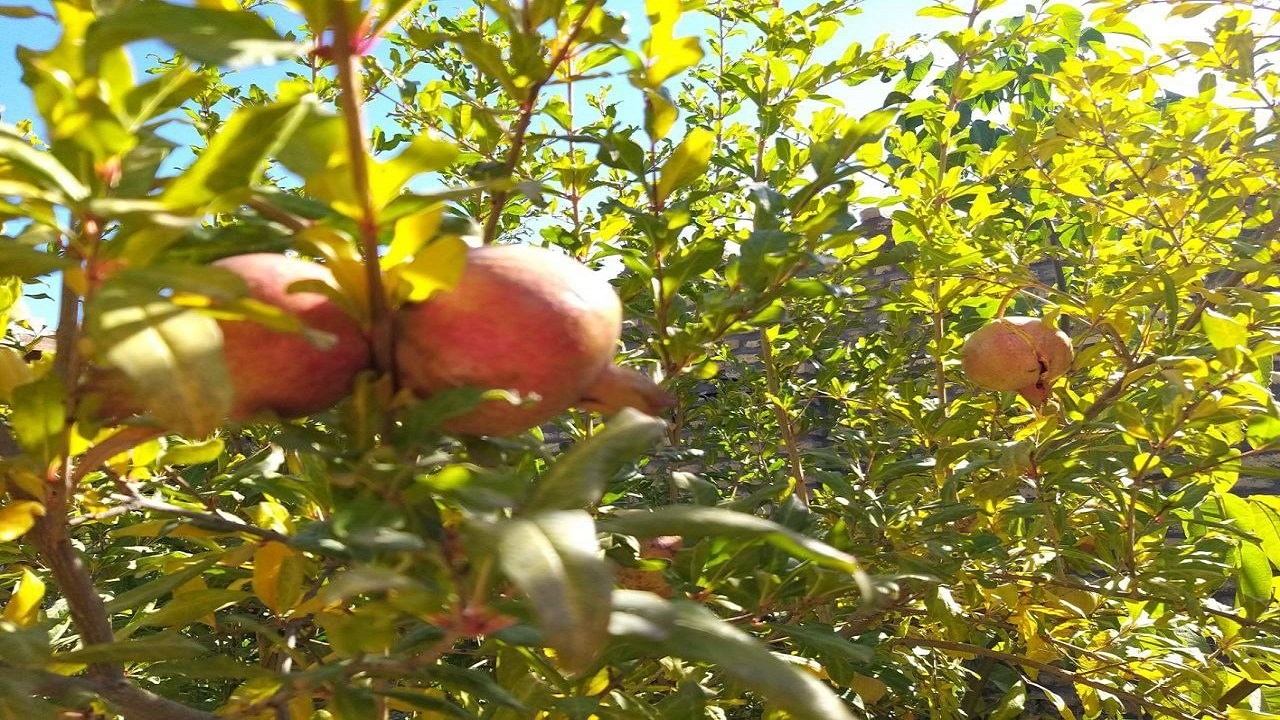 تصاویری از بومگردی پاییزی در رادکان چناران