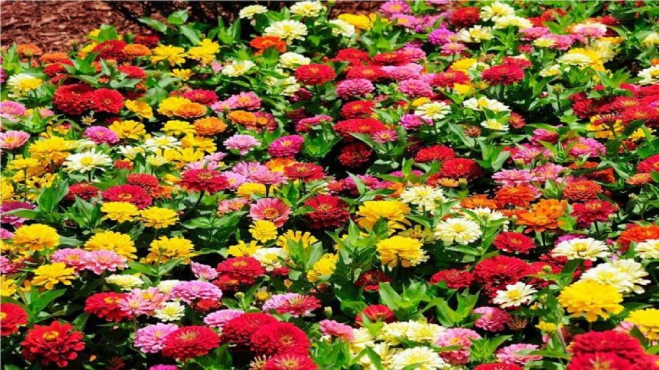 کاشت بیش از ۳ میلیون بوته گل پاییزی در مشهد