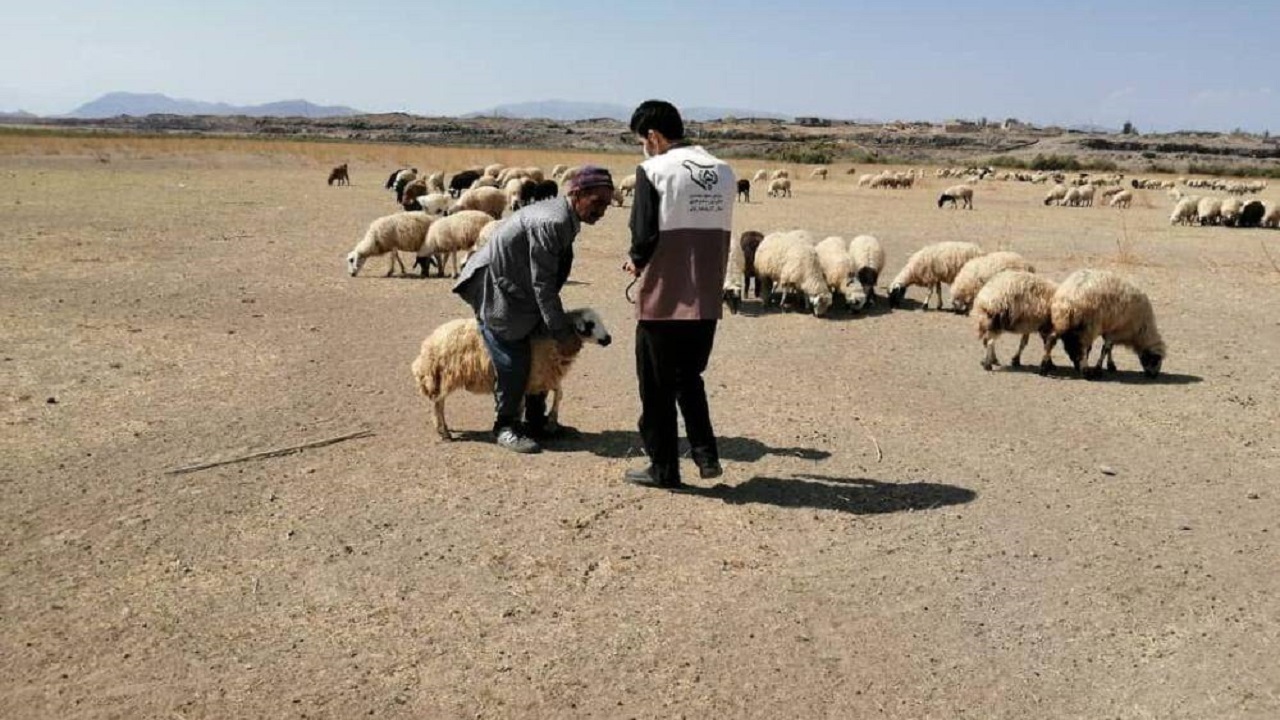 خدمت رسانی اردوی جهادی دامپزشکی در نگین کویر شهرستان فهرج