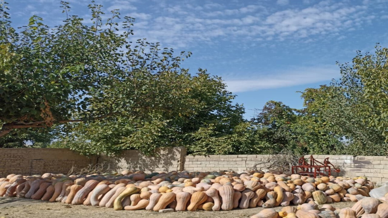 برداشت سالانه ۴۰۰ تُن کدو در شهرستان مانه و سملقان