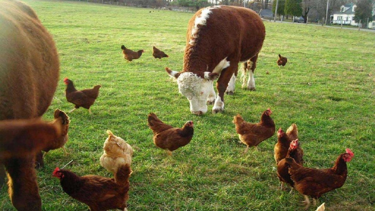 حفظ سرمایه‌های دامی شهرستان مروست در اولویت کار دامپزشکی