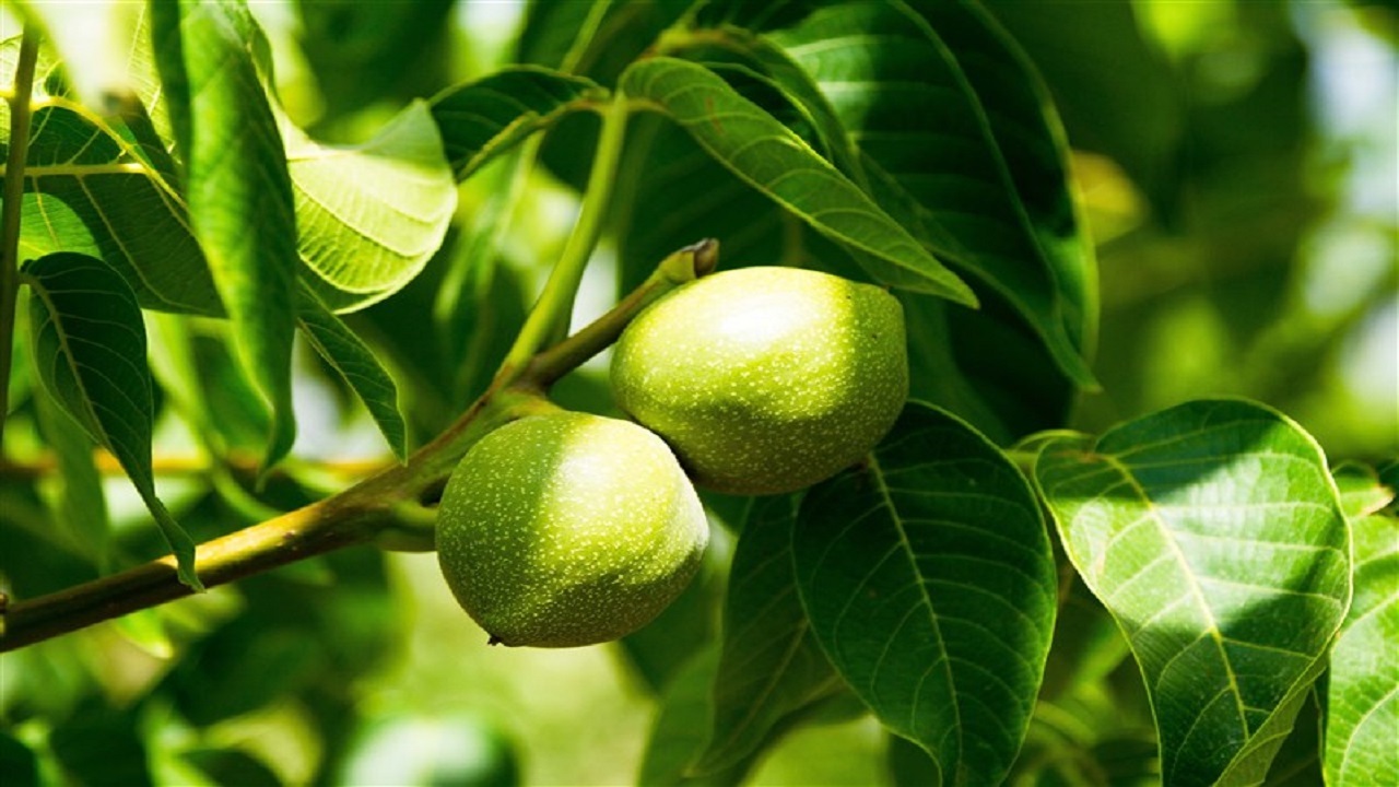تولید بیش از ۶۰ درصد گردوی استان اردبیل در خلخال