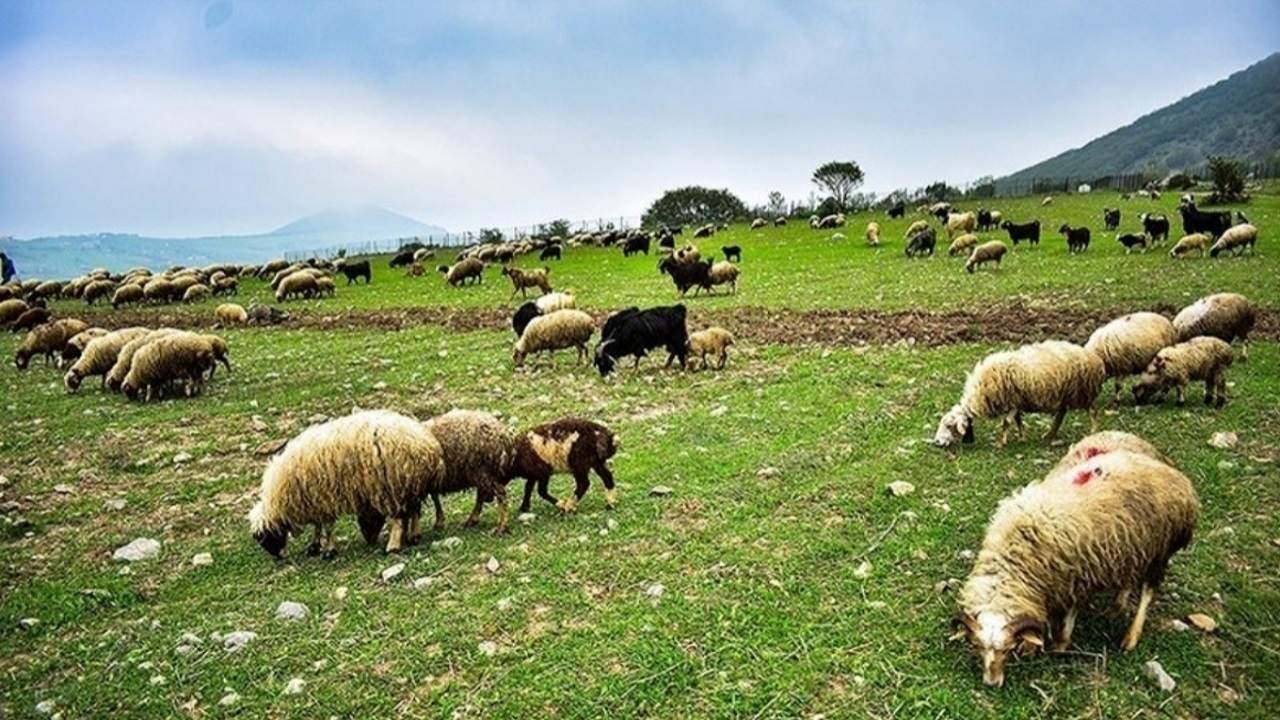 چرای گوسفندان در دل طبیعت روستای انبوه + فیلم