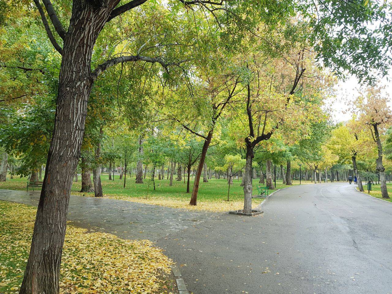 تصاویری از پاییز رنگارنگ در پارک ملت مشهد