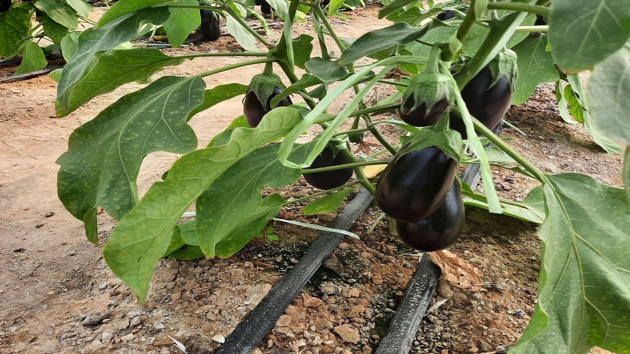 صادرات محصولات گلخانه ای خاش به خارج از کشور