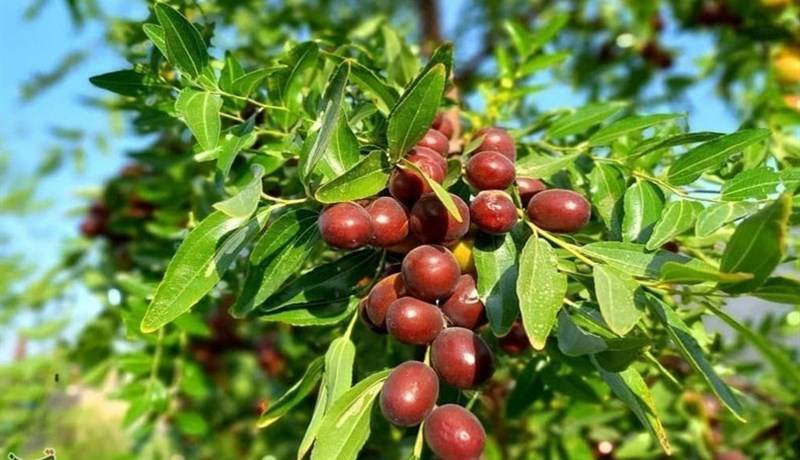 نسخه‌های خانگی برای درمان سرفه با عناب