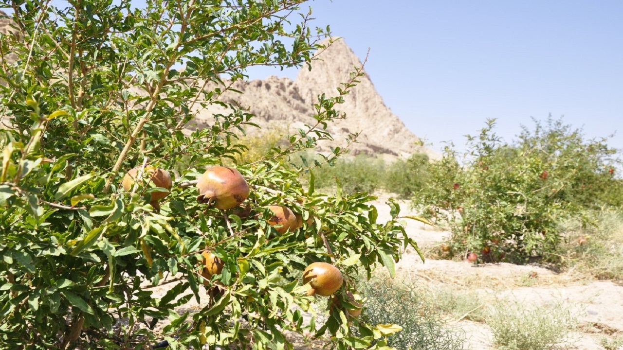 درختان مثمری که حال قم را خوب می‌کنند