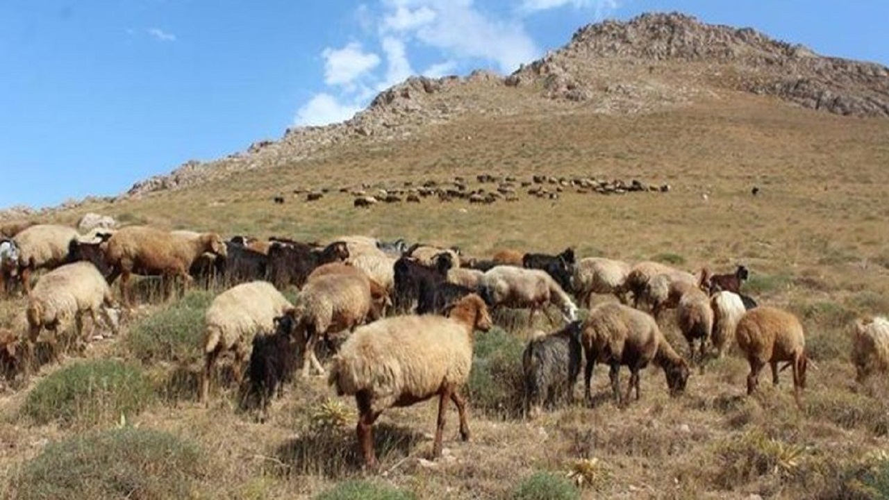 ۶۶ درصد مراتع مهدیشهر دچار فقر ناشی از خشکسالی است