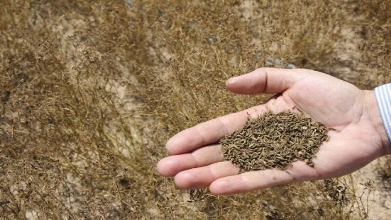 آغاز کشت گیاهان دارویی در اراضی دیم قزوین