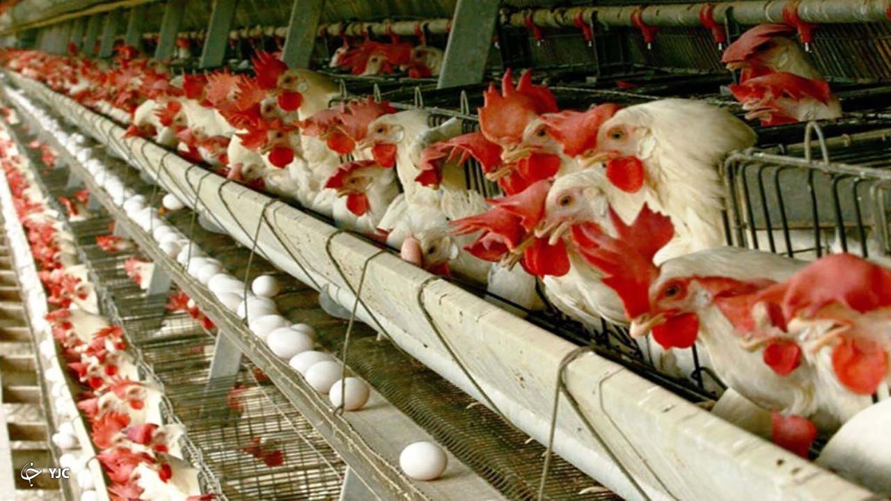 پایش زیستگاه های طیور بومی در مهاباد
