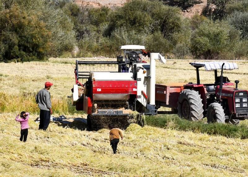 نمایی از برداشت شلتوک از مزارع استان فارس
