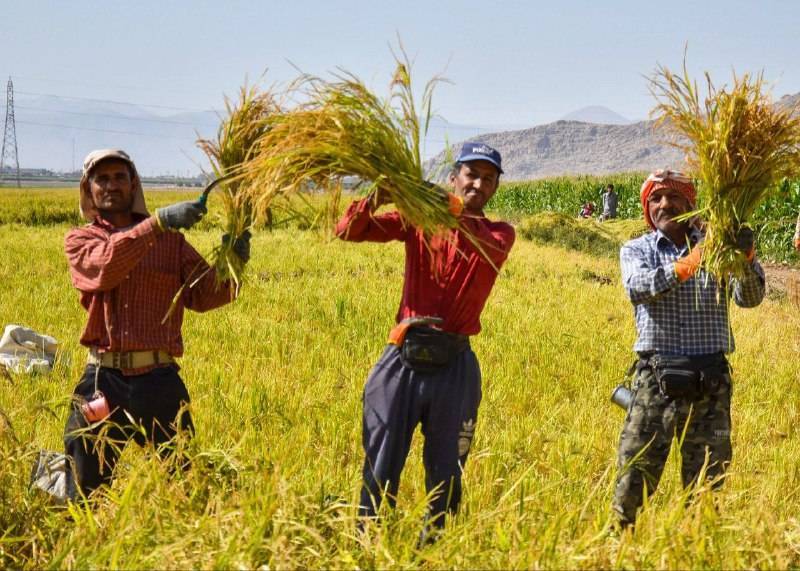 نمایی از برداشت شلتوک از مزارع استان فارس