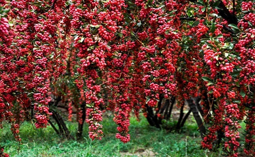 زرشک