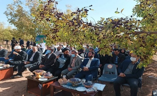 جشن شکرگزاری عناب در سیوجان