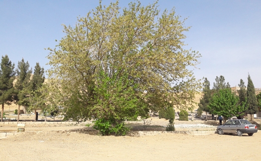 ابلاغ مراتب ثبت ملی ۶ میراث طبیعی به استاندار خراسان شمالی ابلاغ مراتب ثبت ملی ۶ میراث طبیعی به استاندار خراسان شمالی