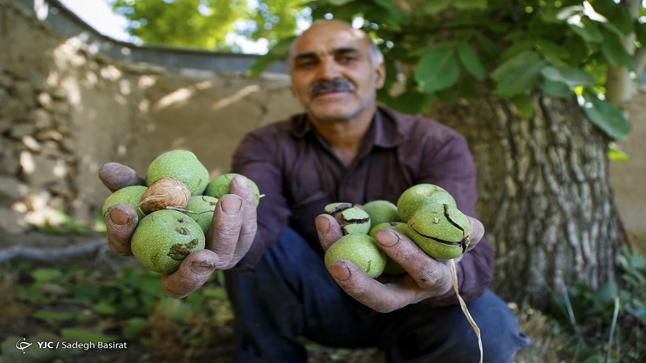 پیش بینی برداشت ۶۴ هزار و ۴۲۶ تن گردو از باغات همدان