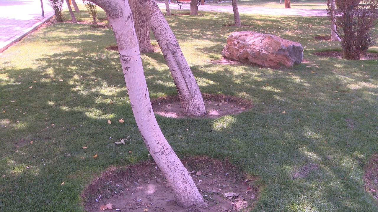منظر سازی کم نیاز به آب