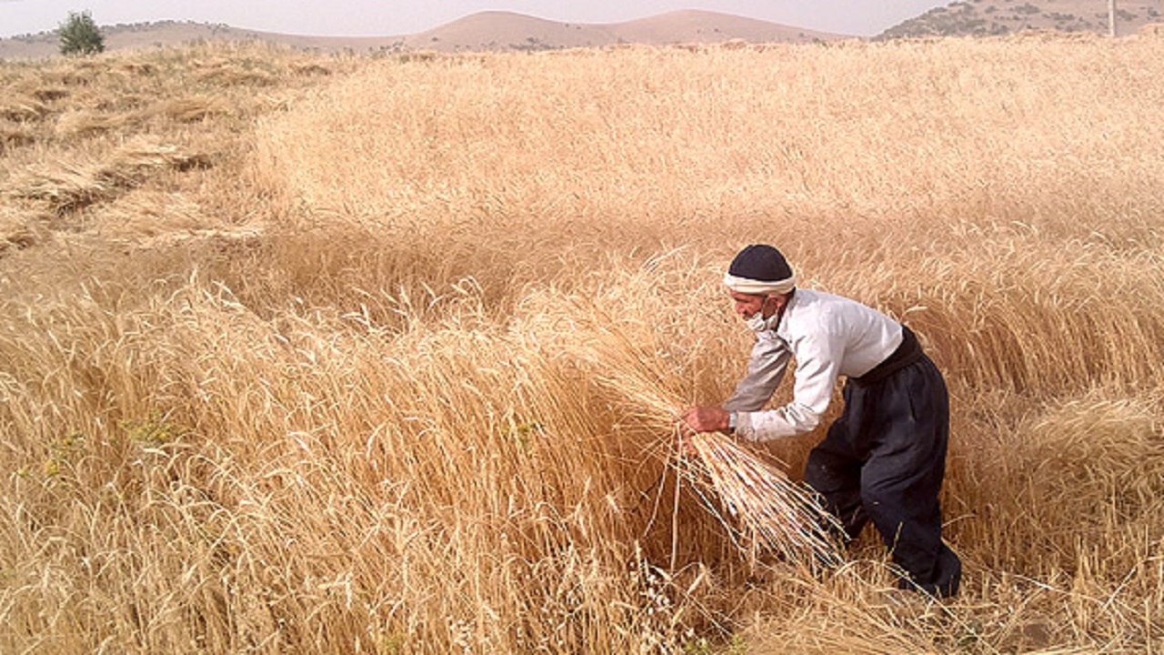 پیرمردان کهن بختیاری مردان اول میدان در هیاری پیرمردان کهن بختیاری مردان اول میدان در هیاری