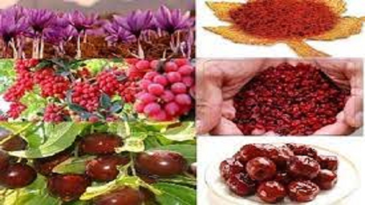 تسهیل تجارت محصولات مزیت دار کشاورزی با تدوین استاندارد ایزو