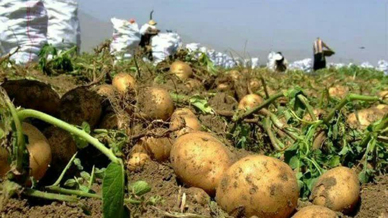 آغاز برداشت سیب زمینی از مزارع چهارمحال و بختیاری
