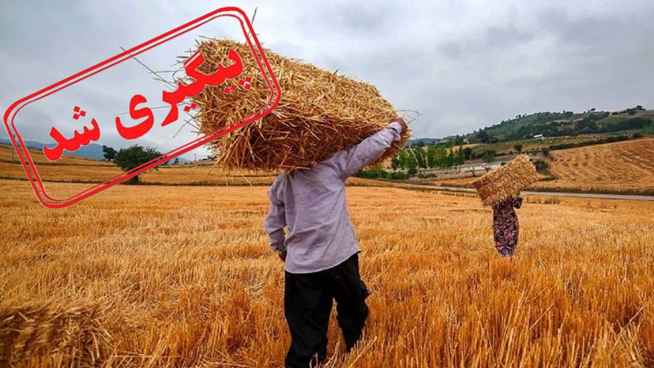 مطالبات گندمکاران به طور کامل واریز شد