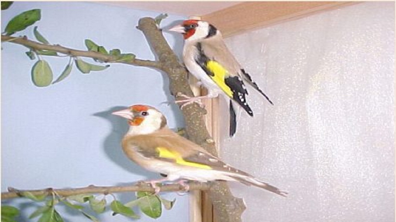 دستگیری متخلفین زنده گیری سهره طلایی در میاندوآب