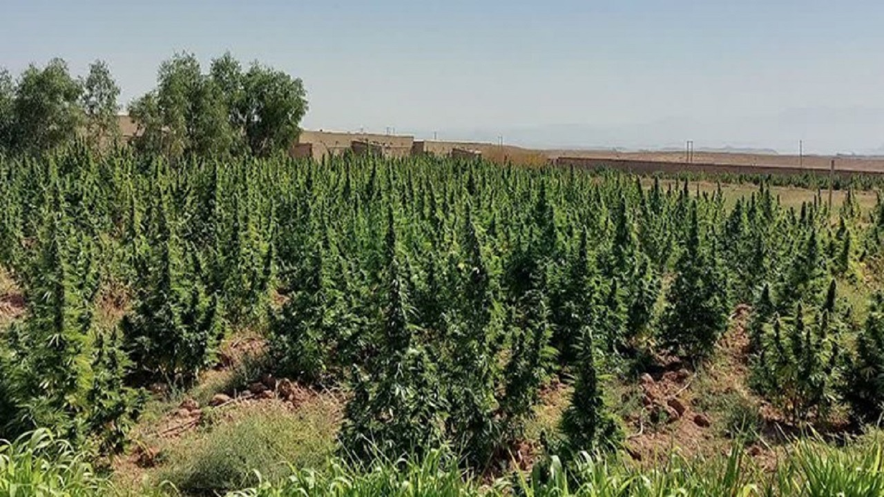 کشف مزرعه کشت ماری جوانا در قم