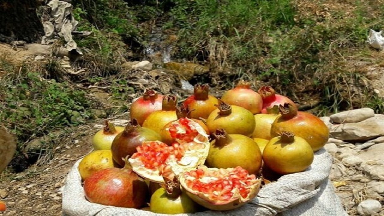 افزایش ۳ درصدی تولید محصول انار در خوزستان