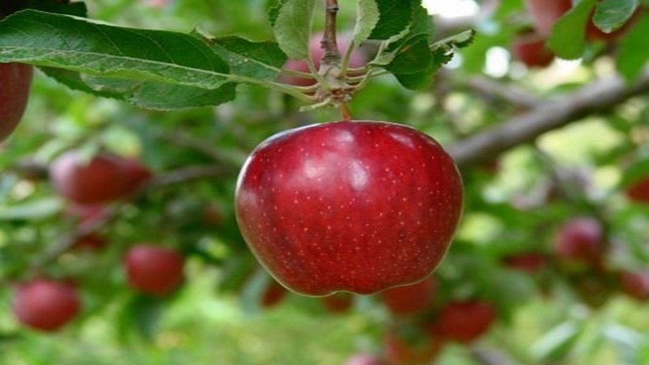 اختصاص ۹ میلیارد تومان به بخش کشاورزی شهرستان اهر
