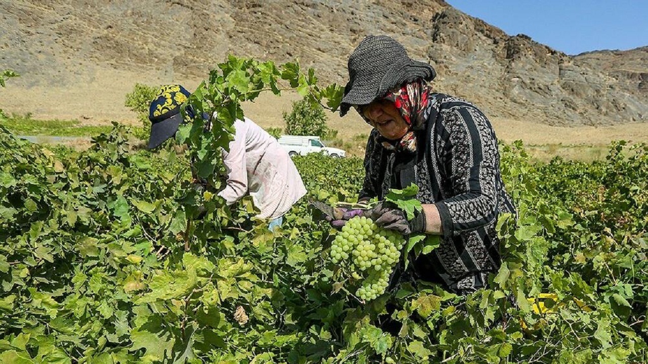افتتاح نخستین مرکز باغ‌یاری استان همدان در روستای جوزان ملایر
