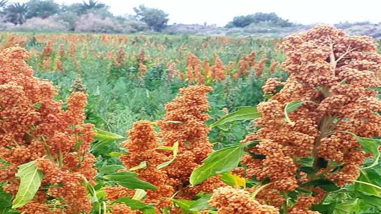 کینوا در اراضی کشاورزی کم آب قزوین کشت می شود