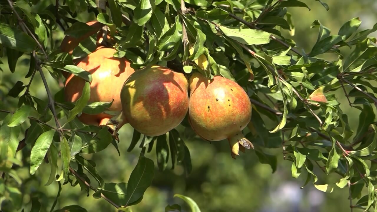 طعمِ خوش خزان با یاقوت سرخ مازندران