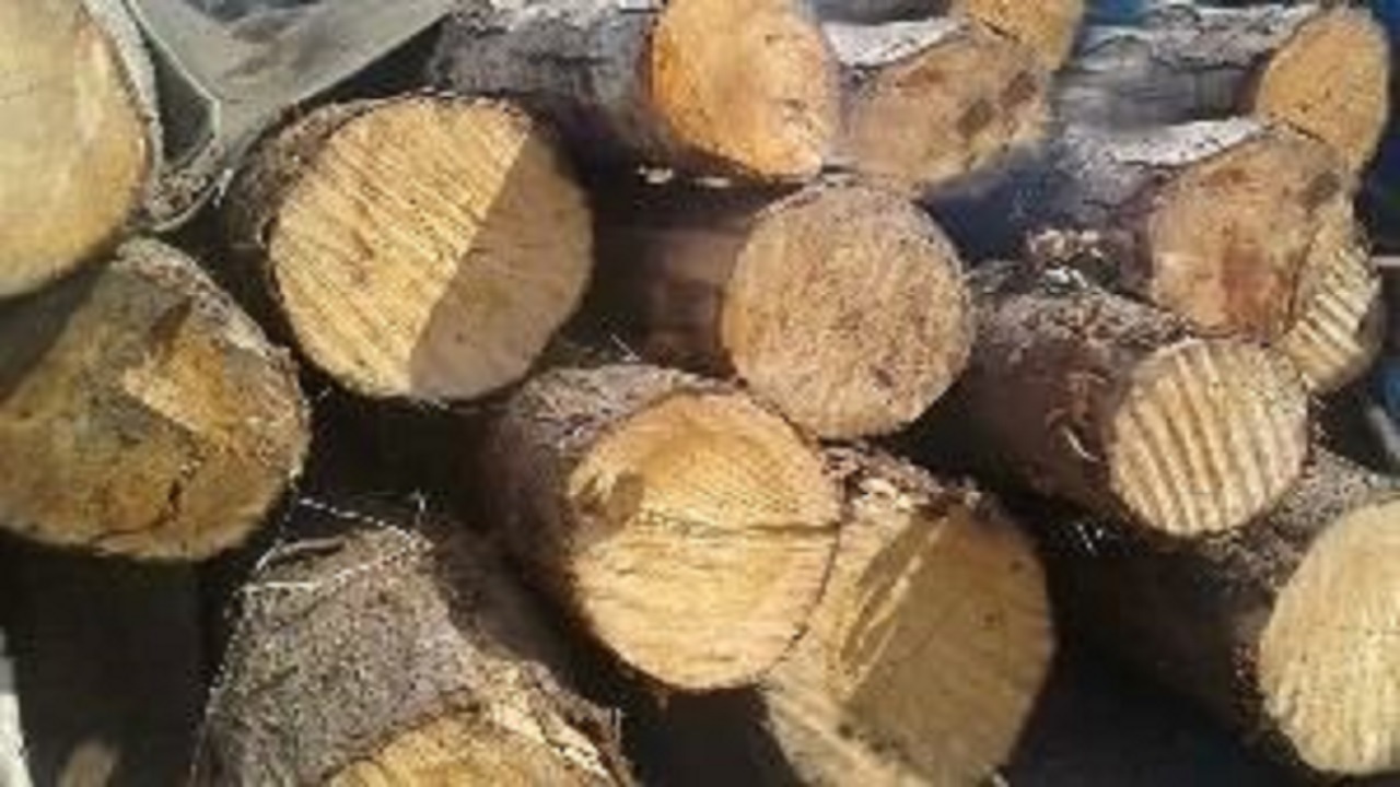 کشف ۱۰ تن چوب قاچاق در آوج