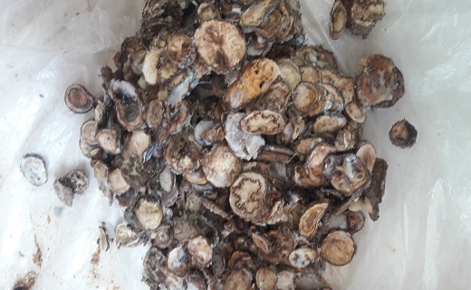 آنغوزه شیرین طبس