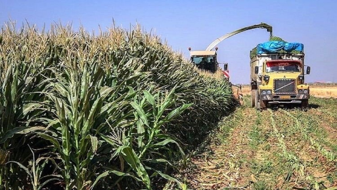 روزهای پایانی برداشت ذرت علوفه ای در استان قزوین+ فیلم