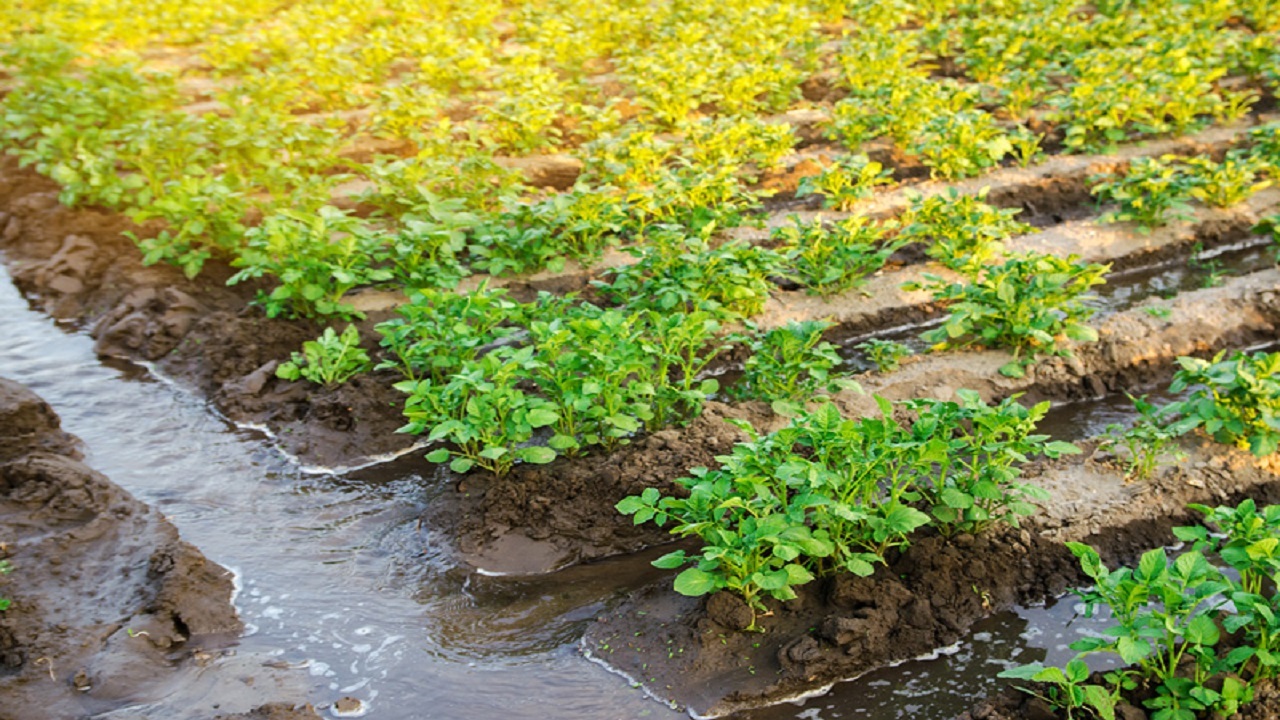 اصلاح الگوی کشت و مصارف آبی ضروری است