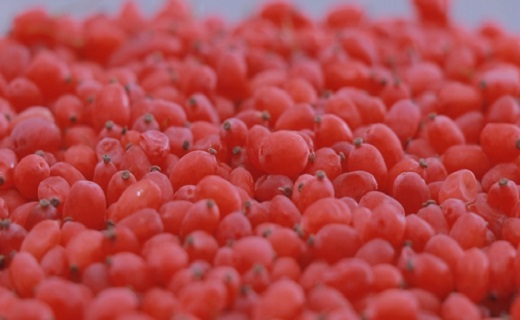 پیگیری نمایندگان استان برای تصویب طرح حمایتی زرشک