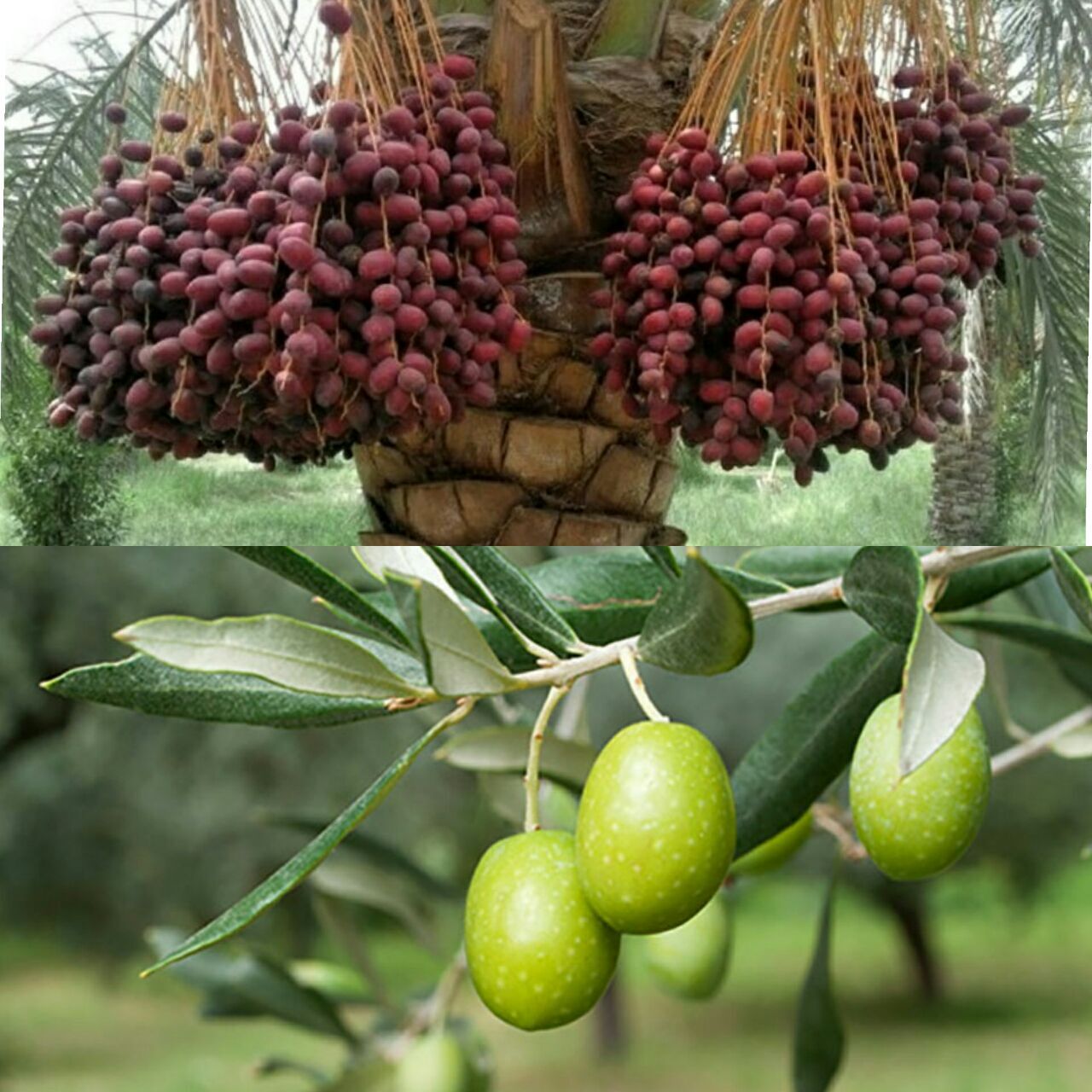 فرآوری و بسته بندی زیتون و خرما در نهبندان توجیه اقتصادی ندارد