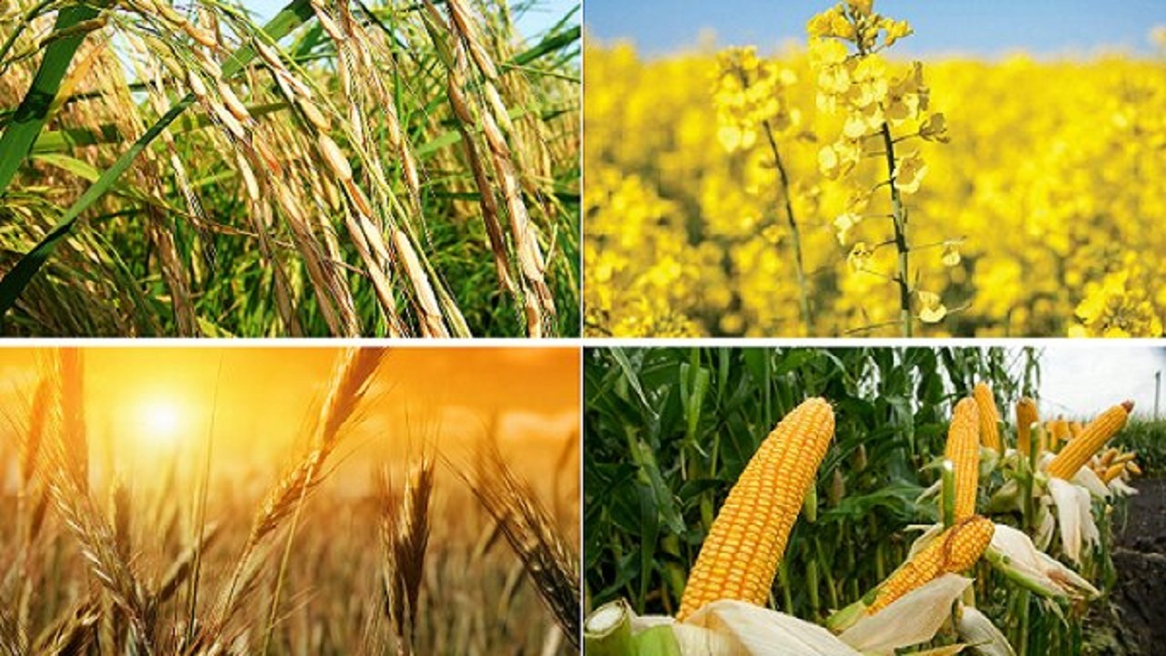 تعیین حدود ۵۰ هزار هکتار کشت قراردادی برای قزوین