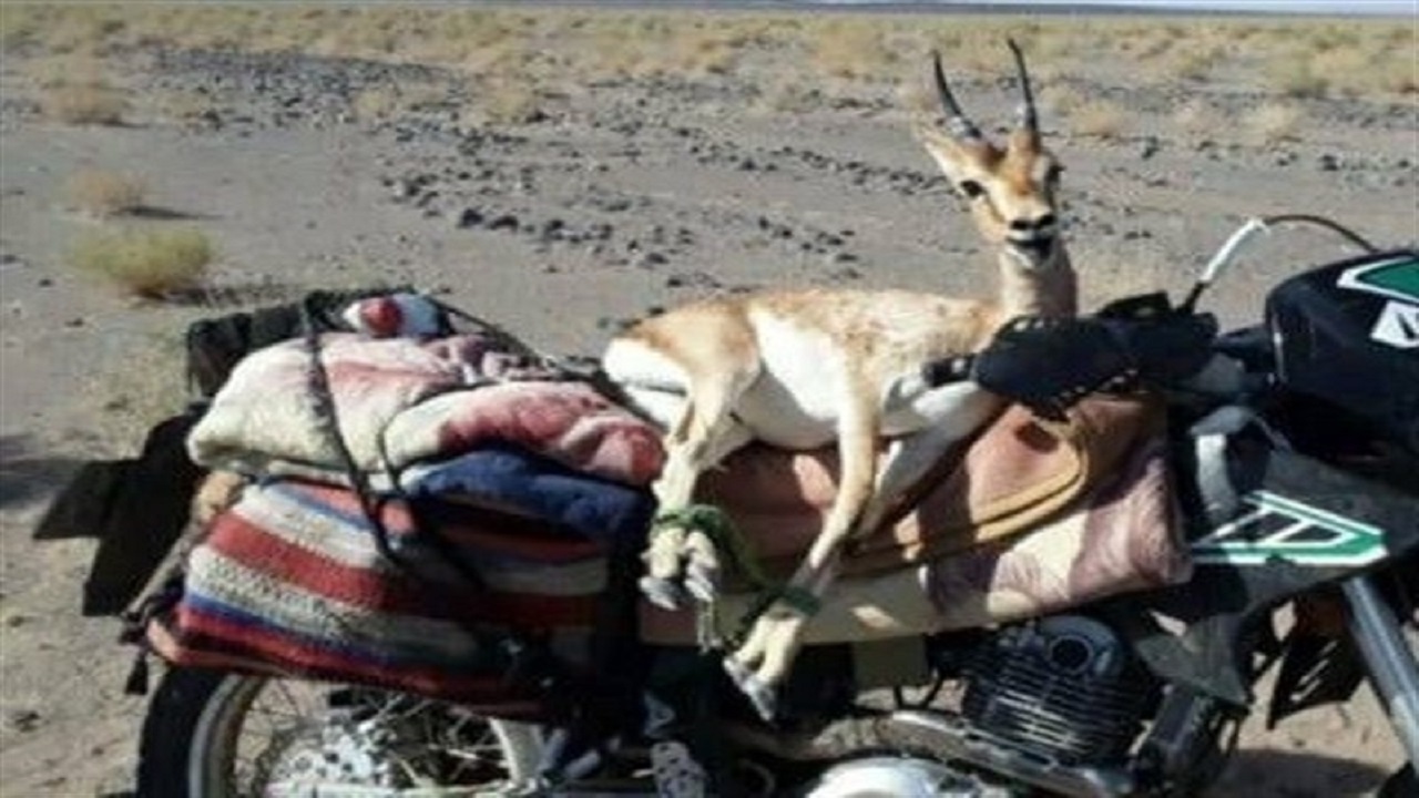 انتشار عکس در فضای مجازی شکارچی متخلف را به دام انداخت