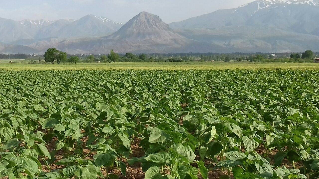 نمایی از مزارع کشاورزی روستای قراجه محمد مرند + فیلم